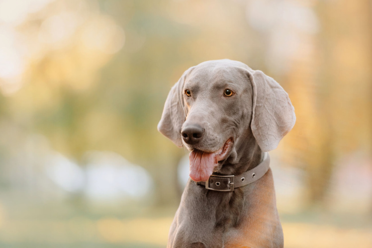 Der sprechende Hund