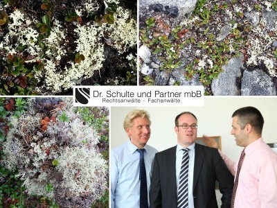 Teakholz International AG (THI)- Bewertung fehlerhaft: Investoren verzeichnen Verluste bei nachwachsendem Rohstoff