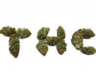 Behörde trägt Beweislast für mehrfachen Cannabiskonsum eines Führerscheininhabers